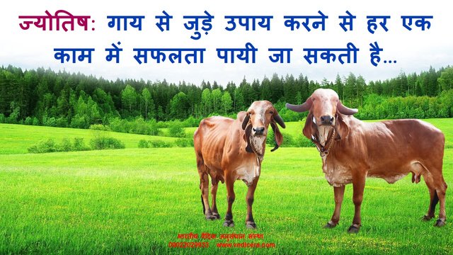 importance and significance of cow in astrology.jpg