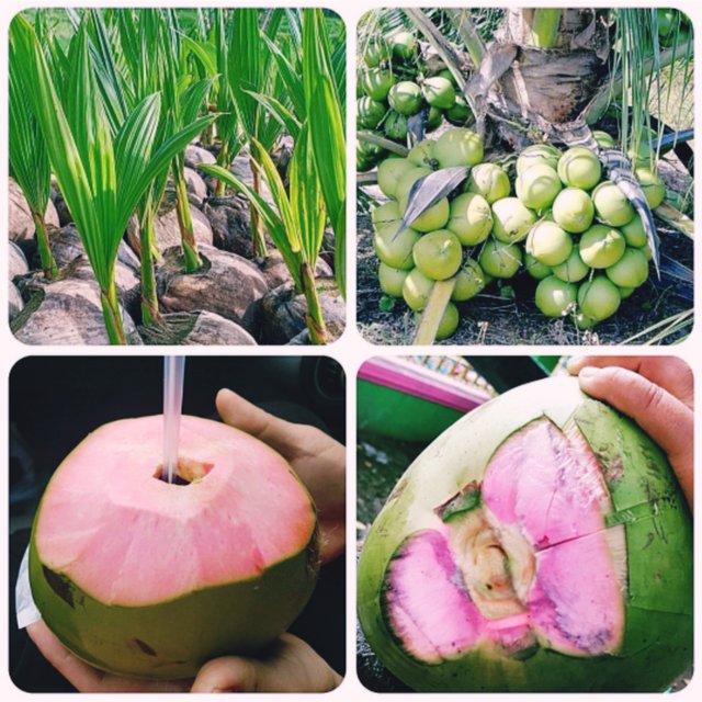 Kelapa Wulung.jpg