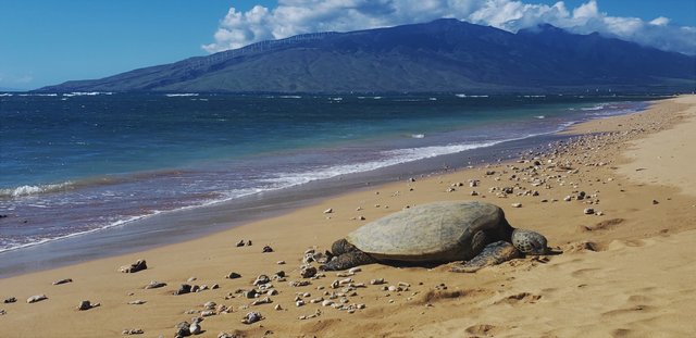 Maui Turtle.jpg
