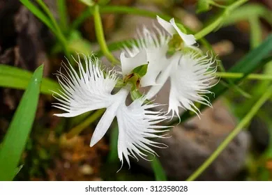 two-white-egret-flowers-fringed-260nw-312358028.webp