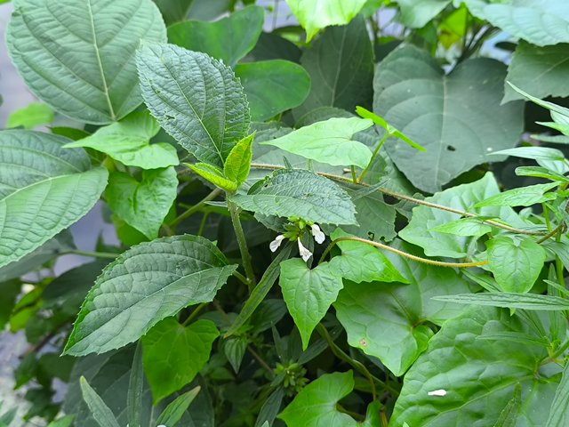 IMG_20250526_172748.jpg