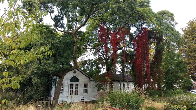 Nymans Virginia Creeper.jpg