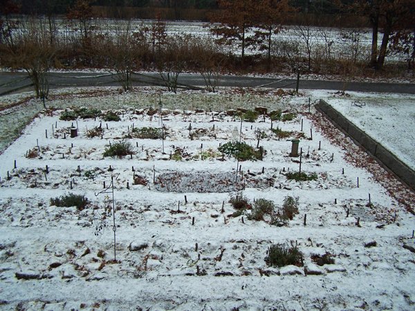 New Herb - snow crop November 2019.jpg