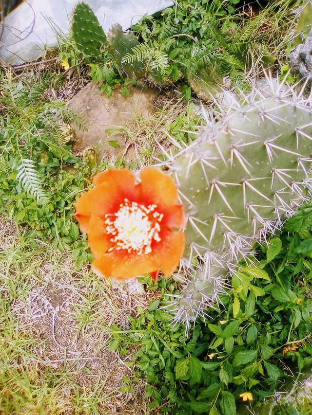 flores de cactus, avestruces 034.jpg