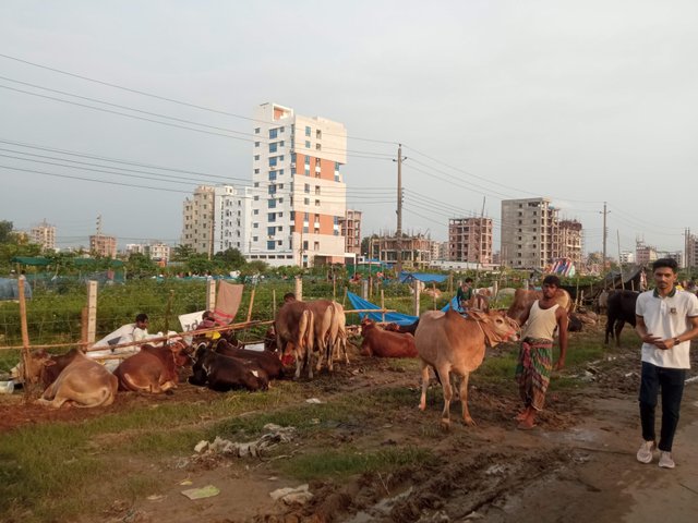 পশু (5).jpg