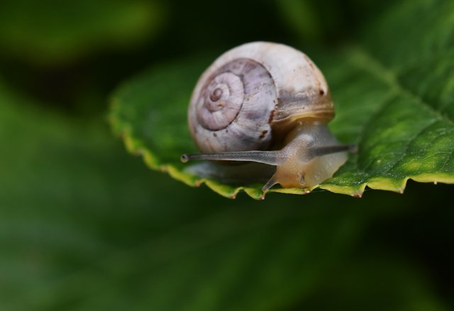 snail hydrangea leaf 3.jpg