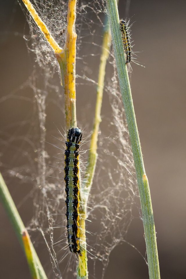 vertical-shot-caterpillars-climbing-stems_181624-46751.jpg