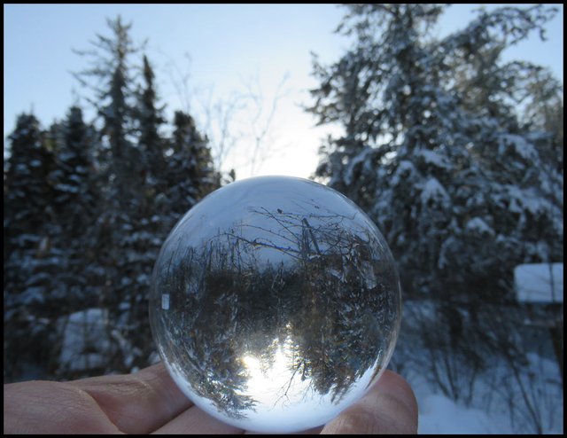 Snowy Spruce by path to neighbors reflected in crystal globe in hand.JPG