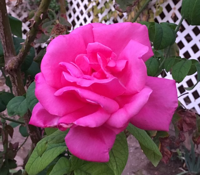 A Rose....jpg