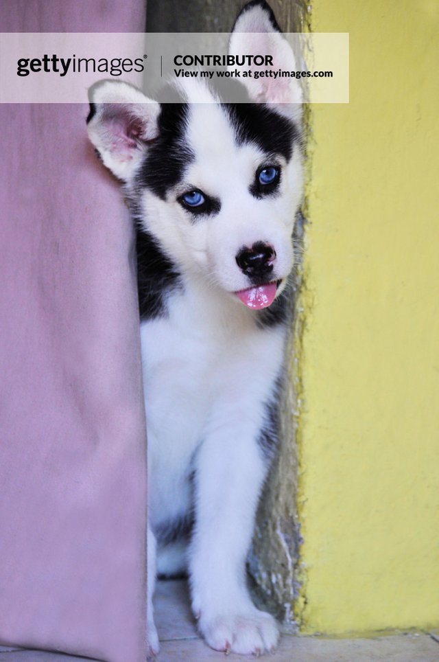 como se llama un malamute de alaska miniatura