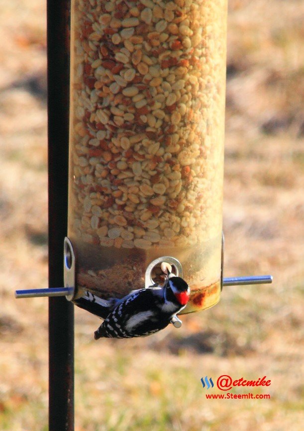 Downy Woodpecker IMG_0163.JPG