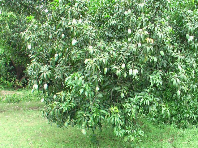 mango gARDEN.jpg