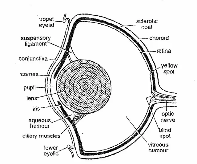 eyeball of scoliodon 1.webp