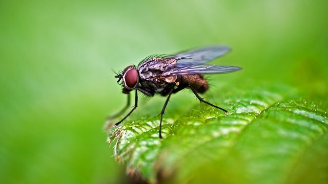 Housefly.jpg