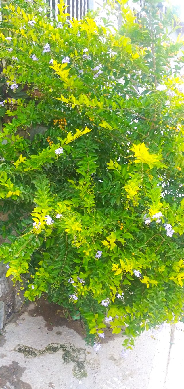 IMG_20210802_184549.jpg