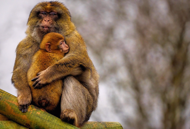 barbary-macaque-7860512_1280.jpg