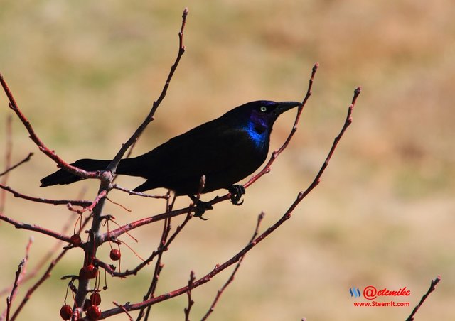 Common Grackle IMG_0146.JPG