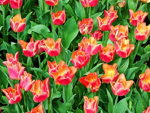 Tulipa Britt 2.jpg