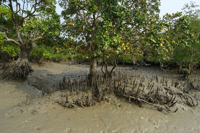 mangroves-gb7923fc90_1920.jpg