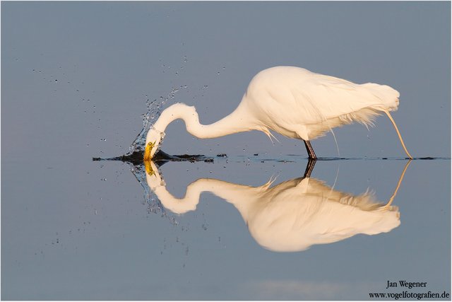 (Casmerodius albus) Great Egret.jpg