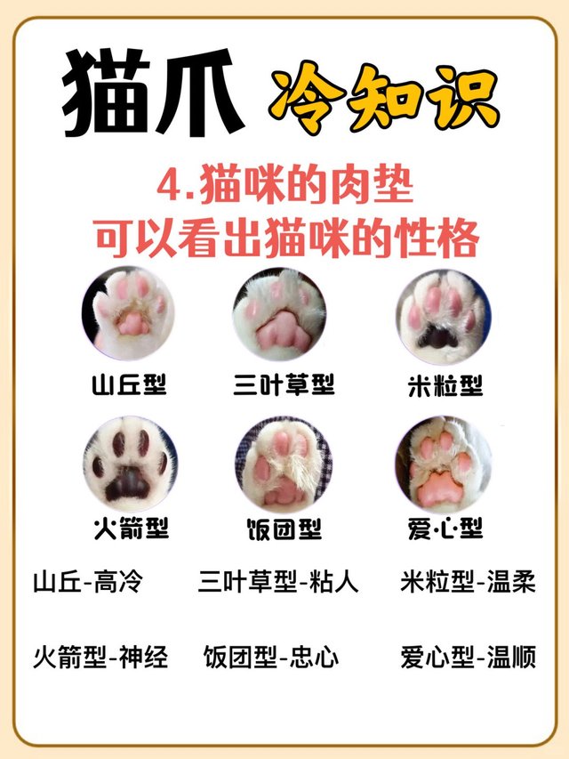 猫爪的秘密：你不知道的冷知识‼_5.jpg