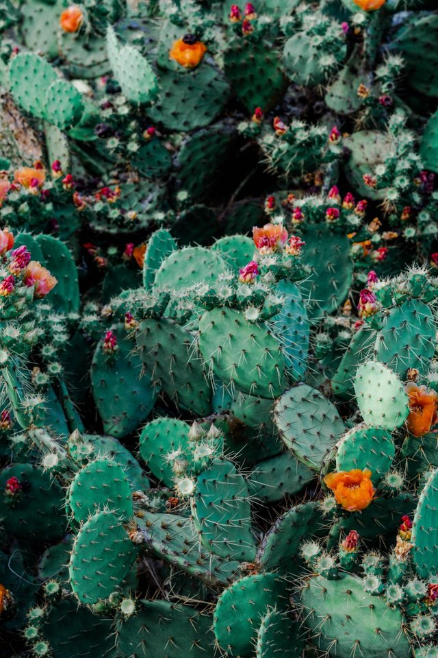 photo-of-orange-and-pink-petaled-flowers-on-cactus-plants-1253718-1.jpg