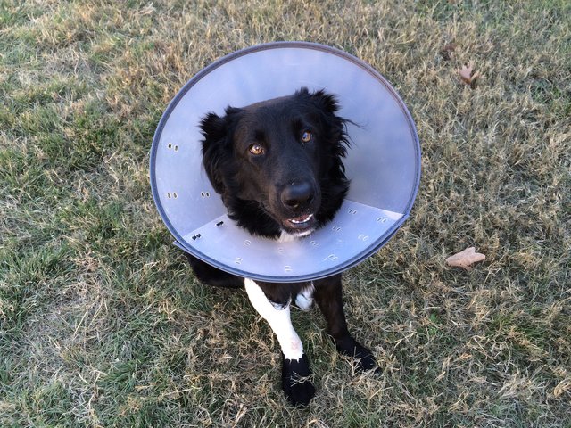 cone-of-shame-2093433_1920.jpg