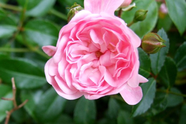 0022-PinkRose.jpg