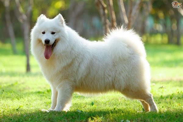 cho-samoyed-14-giong-cho-dep-nhat-the-gioi-600x399.jpg