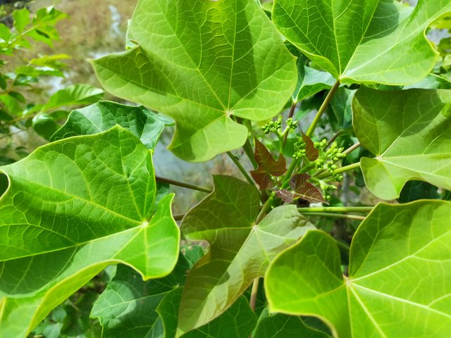 Leaves Fresh Jatropha (12).jpg