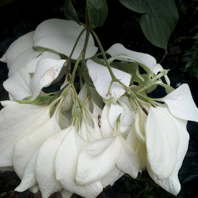 Bunga Nusa Indah Putih Steemit