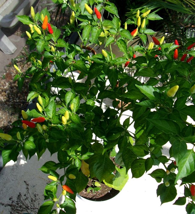 TabascoPeppers.jpg