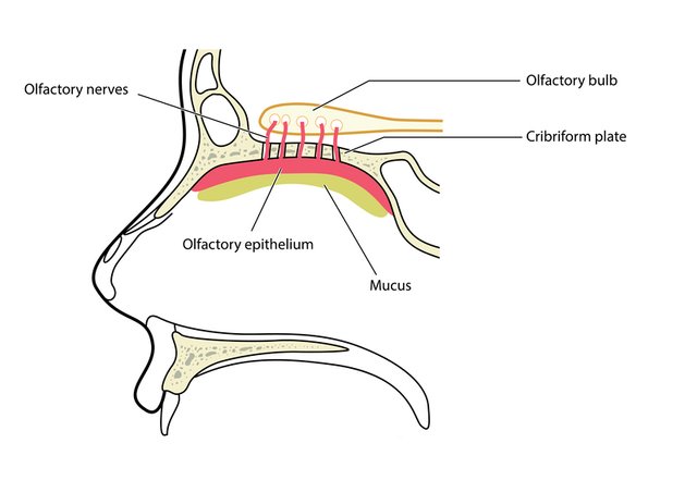 cribriform-plate-2.jpg