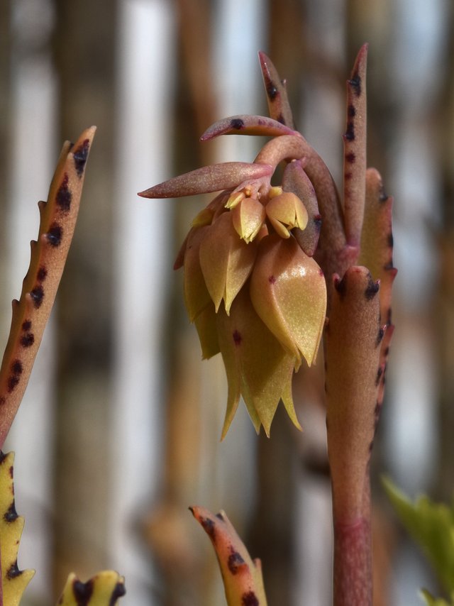 Kalanchoe lucky bells buds 3.jpg