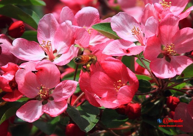 indian-magic-flowering-crabapple blooms spring honeybee pollination pollinating IMB-0065.JPG