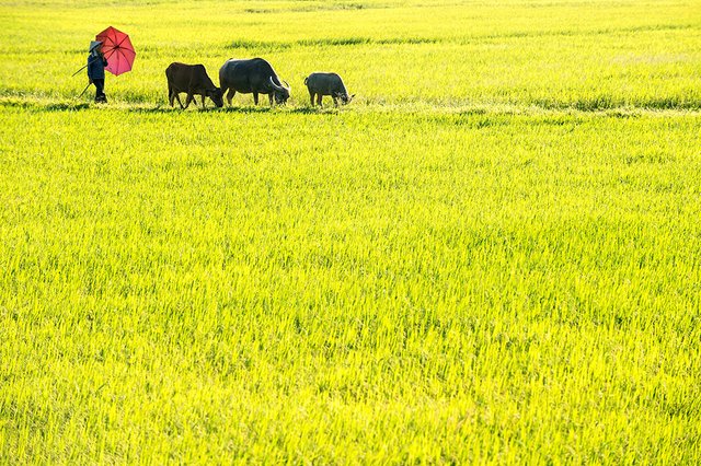 ninhbinh_6853_1024.jpg