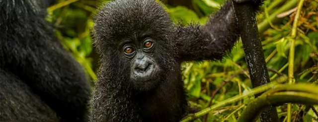 Best reasons for Rwanda gorilla safari over Uganda.jpg