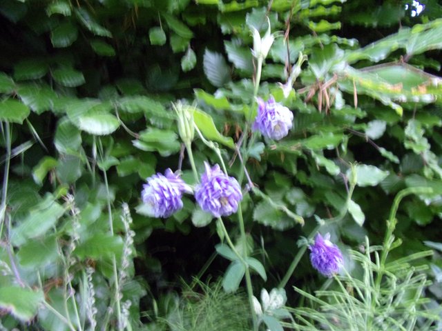 100_2692.JPG