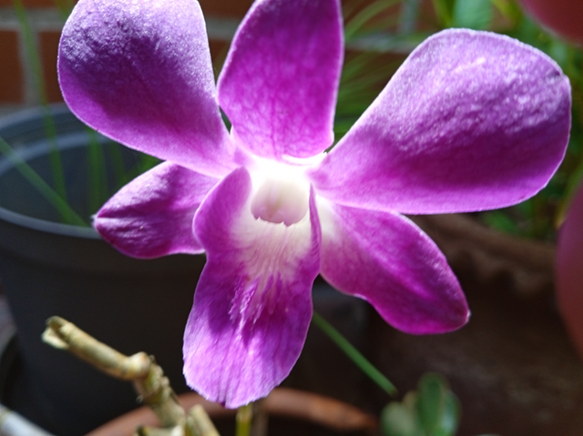 orquidea1.png