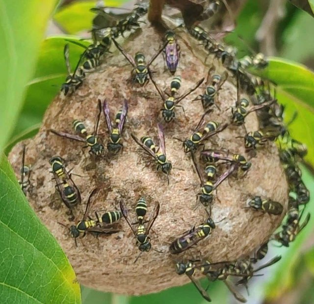 Abejas 1.jpg