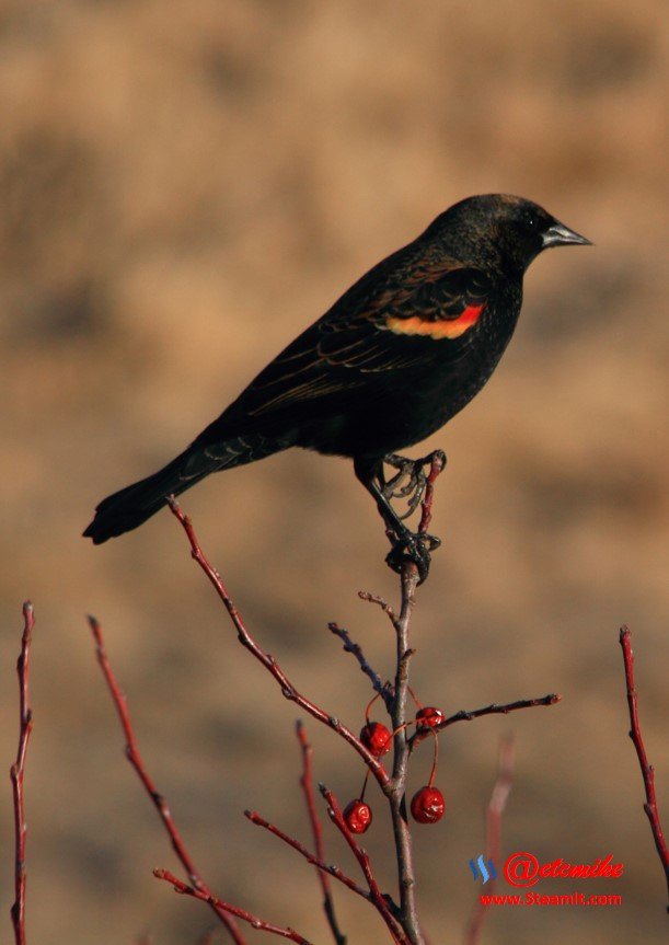 Red-Winged Blackbird IMG_0158.JPG