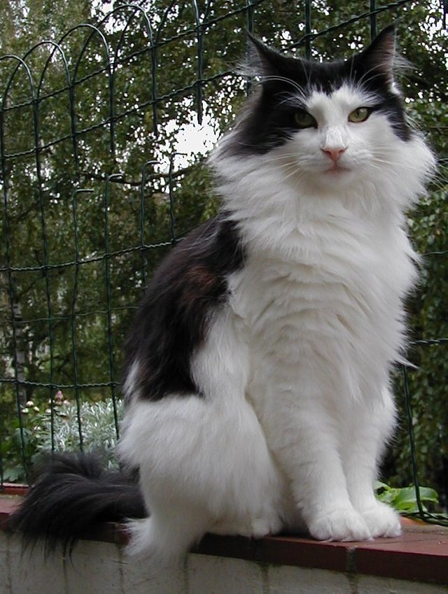 Norwegian_forest_cat.jpg