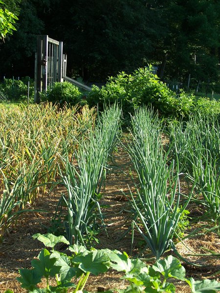 Big garden - Cortland onions crop July 2018.jpg