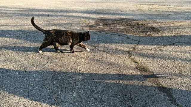 Gattina.jpeg