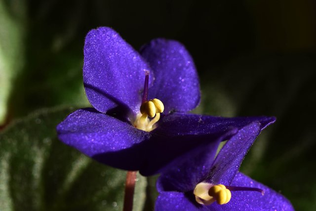 African Violet navy blue 1.jpg