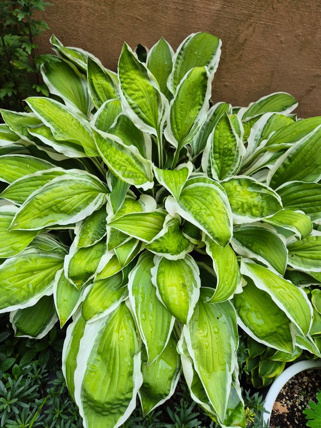 1000047757.jpg