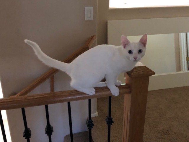 kitty on rail.jpg