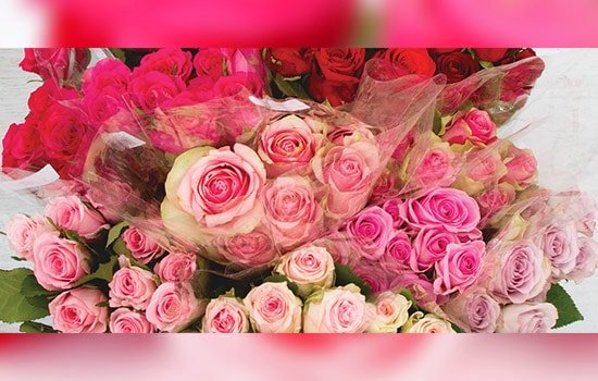 Red-and-pink-roses-meaning.jpg