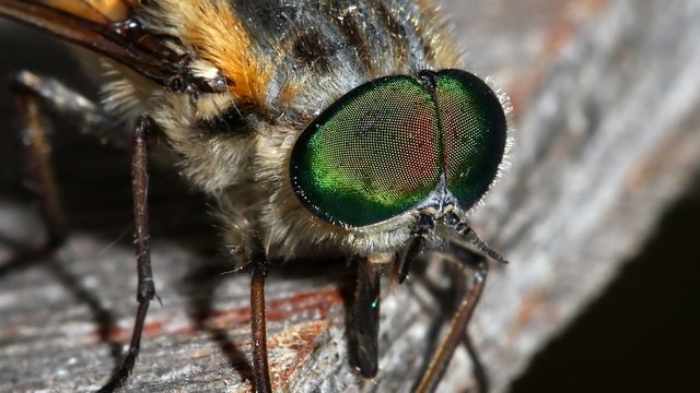 Insects Diptera MV BY Tas 2018-02-10 n2.jpg