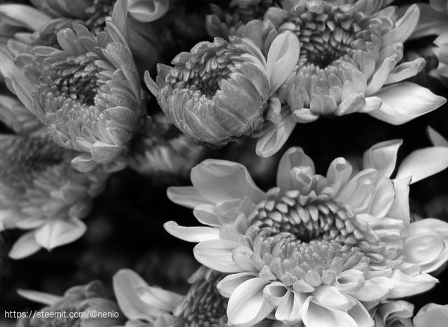 flowers-01-bw.jpg